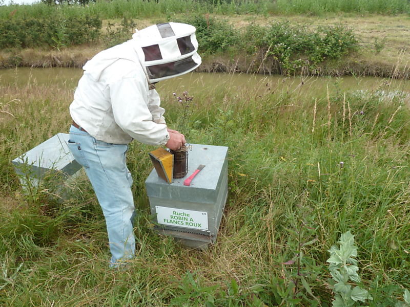 La ruche Robin a flancs roux
