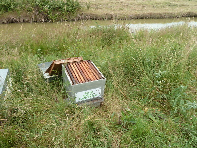 La ruche Robin a flancs roux