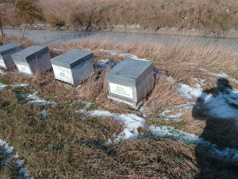 La ruche Robin a flancs roux