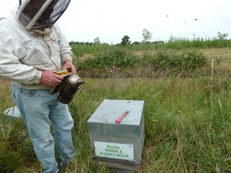 La ruche Robin a flancs roux