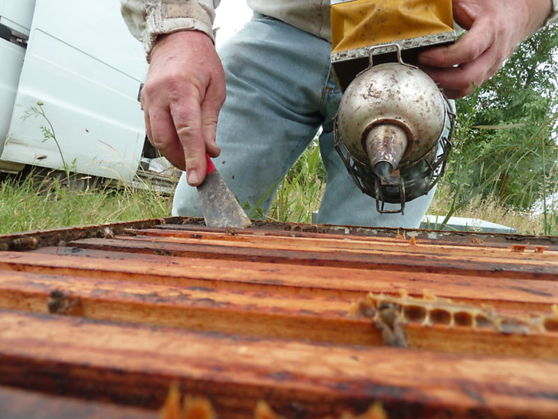 La ruche Robin a flancs roux