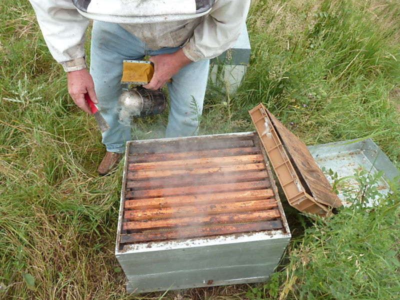 La ruche Robin a flancs roux