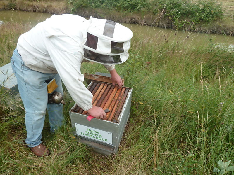 La ruche Robin a flancs roux