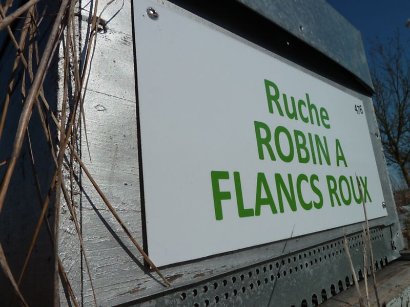 La ruche Robin a flancs roux