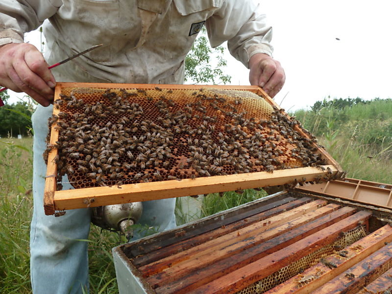 La ruche Robin a flancs roux
