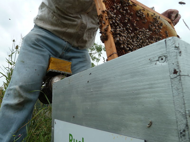 La ruche Robin a flancs roux