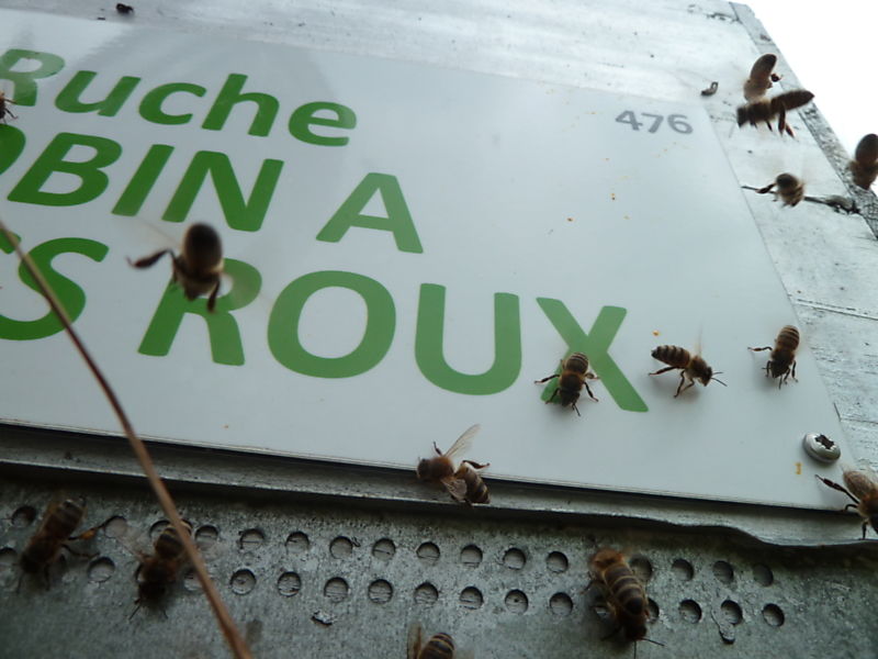 La ruche Robin a flancs roux