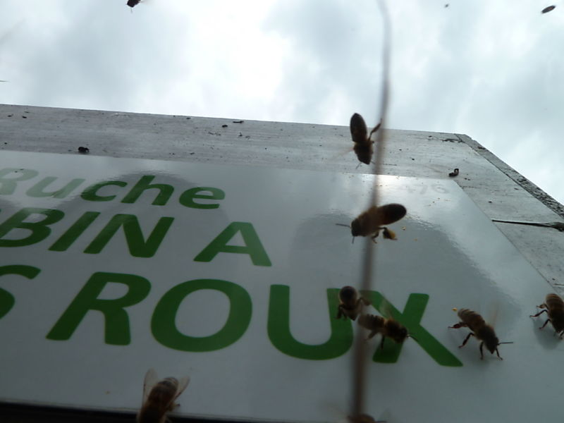 La ruche Robin a flancs roux