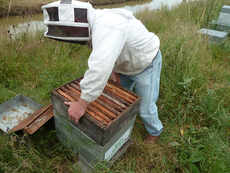 La ruche Robin a flancs roux