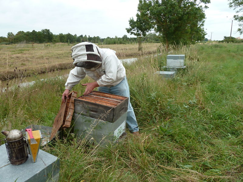 La ruche Robin a flancs roux