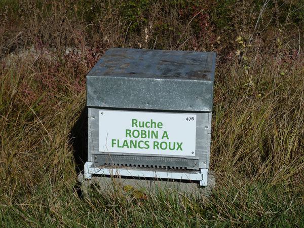 La ruche Robin a flancs roux