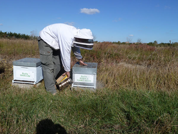 La ruche Robin a flancs roux