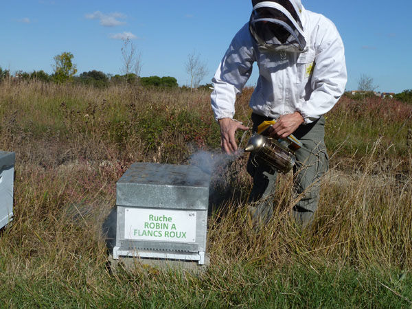 La ruche Robin a flancs roux