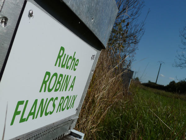 La ruche Robin a flancs roux