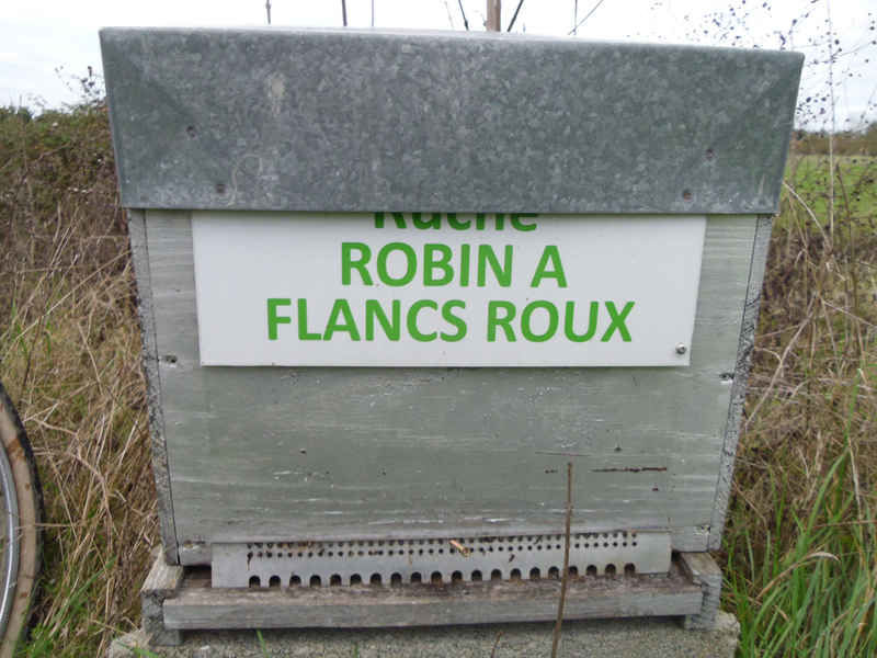 La ruche Robin a flancs roux