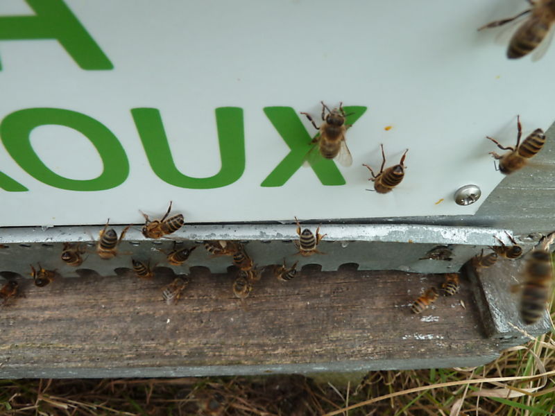 La ruche Robin a flancs roux