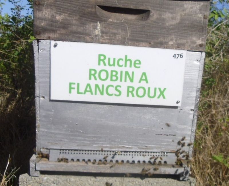 La ruche Robin a flancs roux