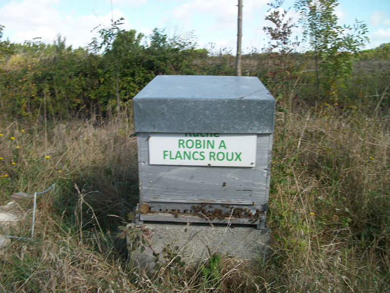 La ruche Robin a flancs roux