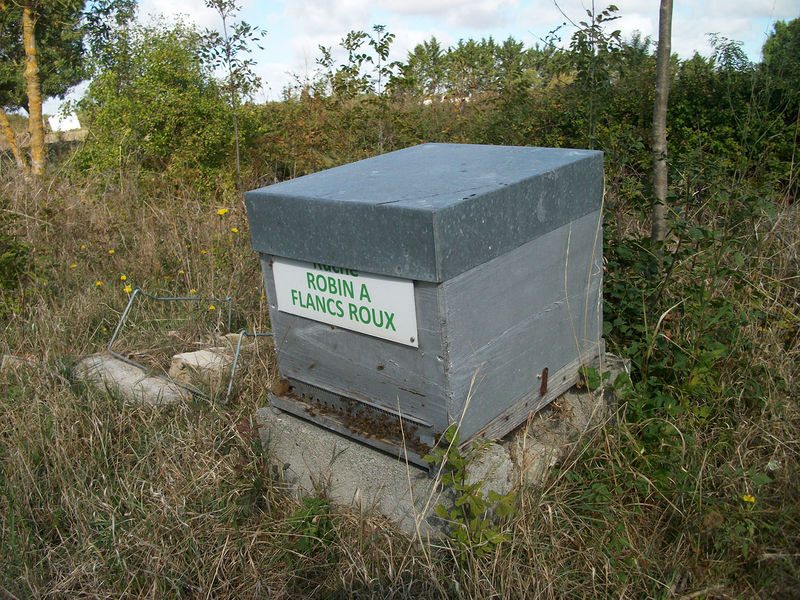 La ruche Robin a flancs roux