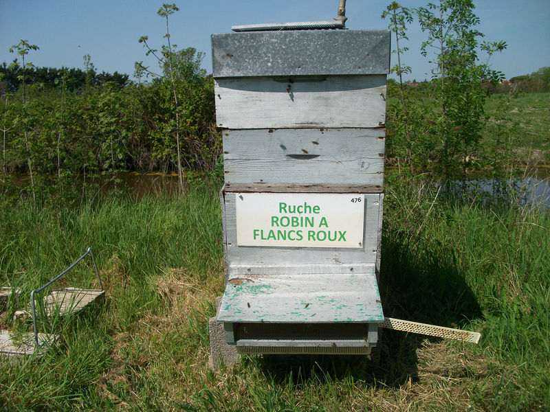 La ruche Robin a flancs roux