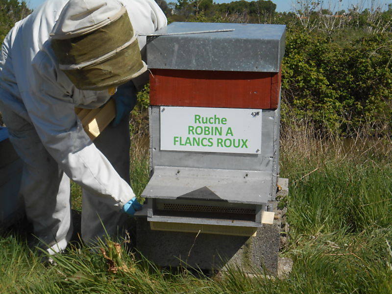 La ruche Robin a flancs roux