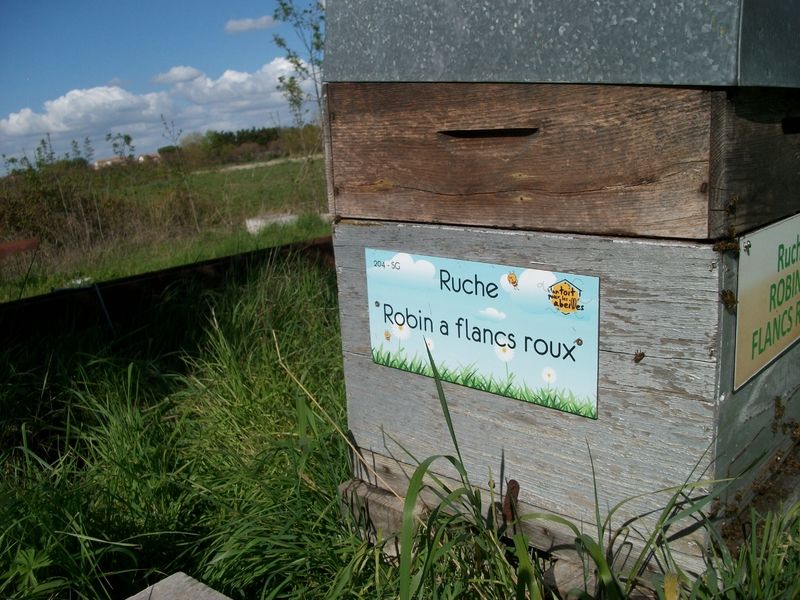 La ruche Robin a flancs roux
