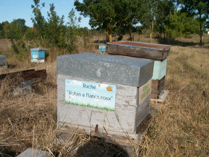 La ruche Robin a flancs roux