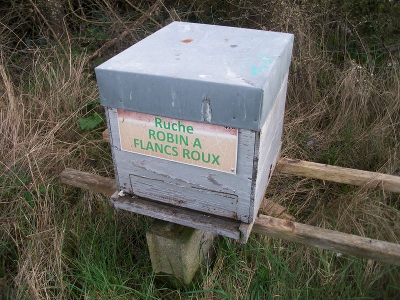 La ruche Robin a flancs roux