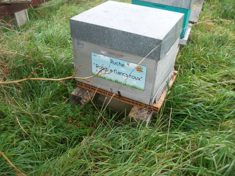 La ruche Robin a flancs roux