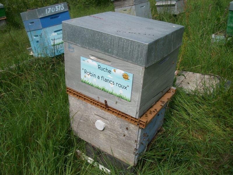 La ruche Robin a flancs roux