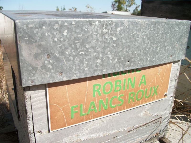 La ruche Robin a flancs roux