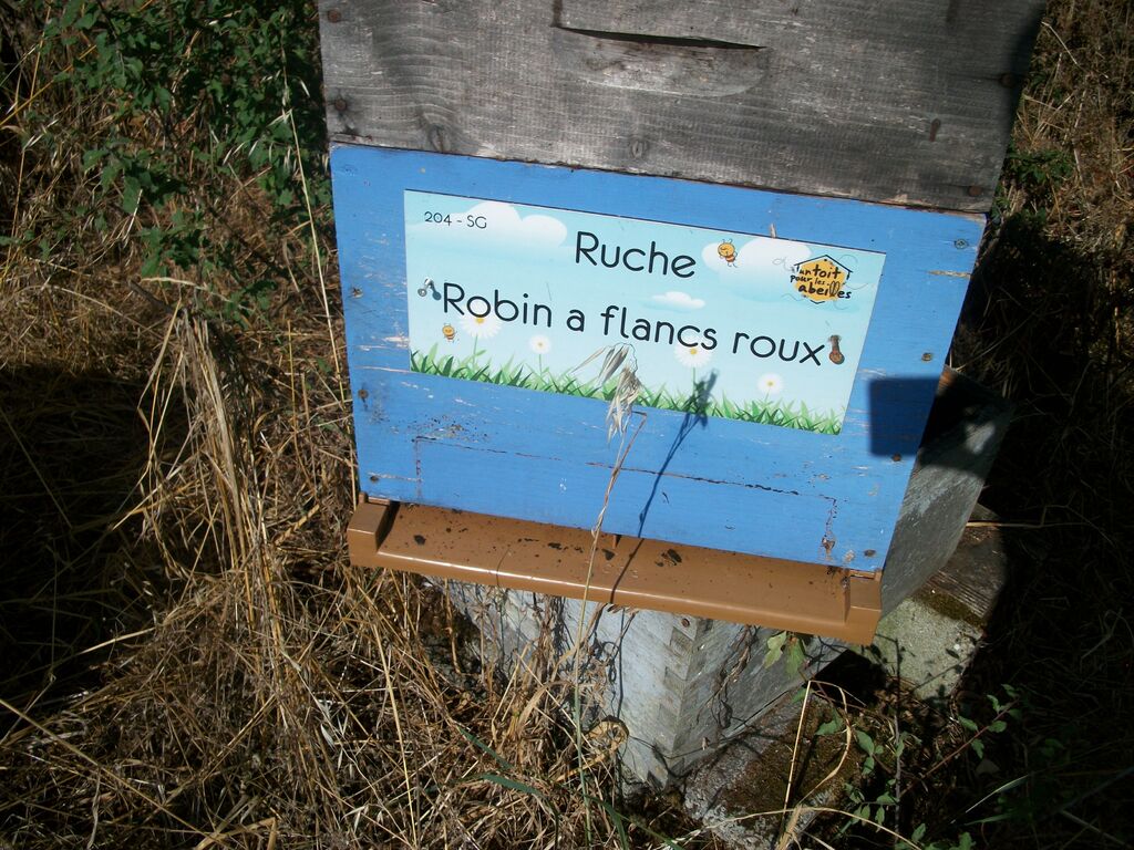 La ruche Robin a flancs roux