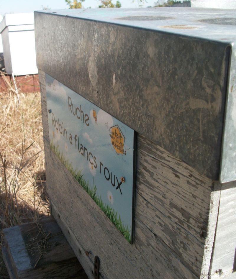 La ruche Robin a flancs roux