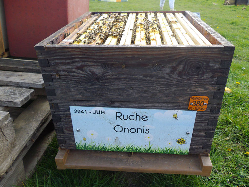 La ruche