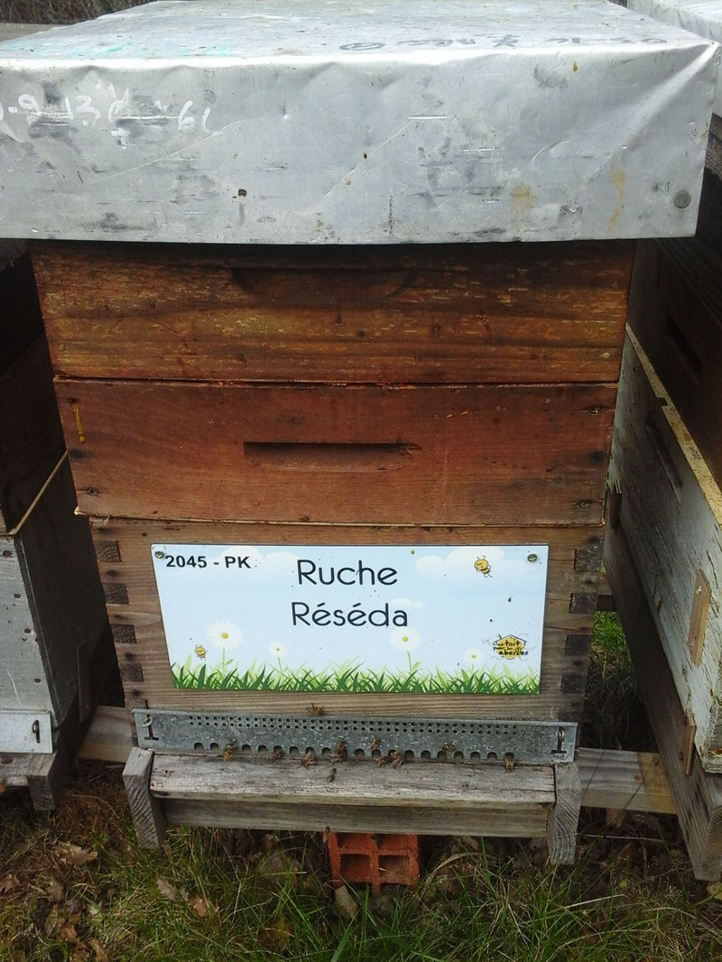 La ruche Réséda