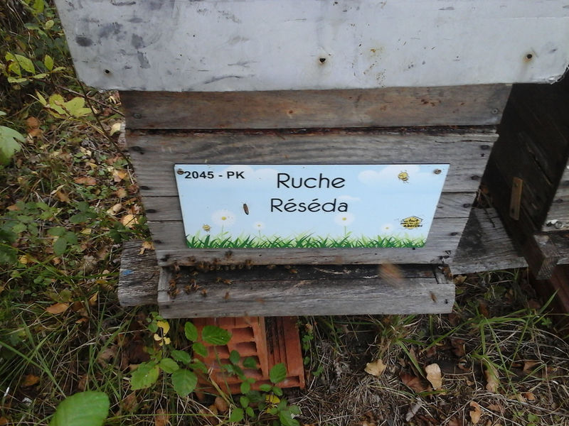 La ruche Réséda