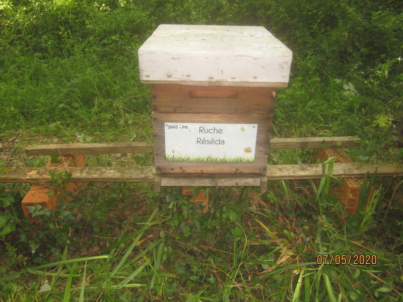 La ruche Réséda