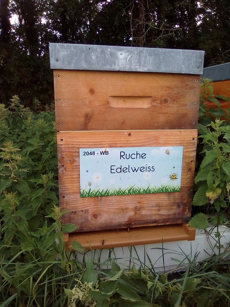 La ruche Edelweiss
