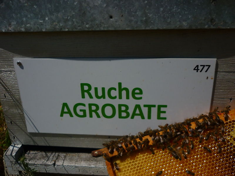 La ruche Agrobate