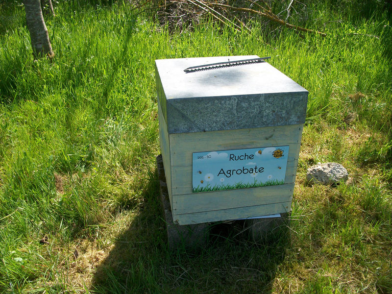 La ruche Agrobate