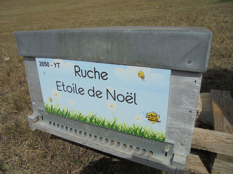 La ruche Etoile de Noel