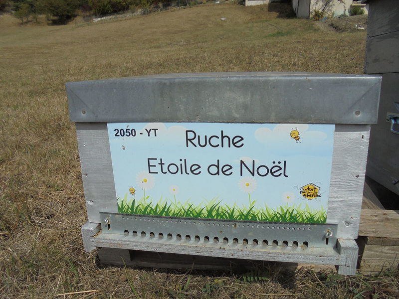 La ruche Etoile de Noel