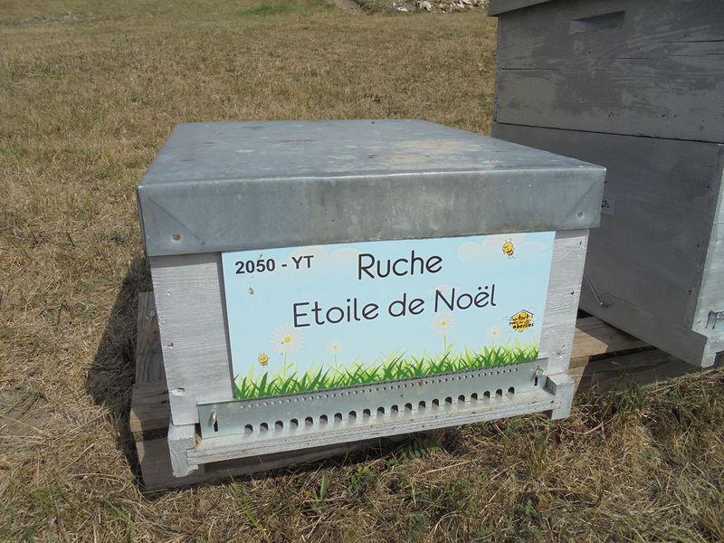 La ruche Etoile de Noel