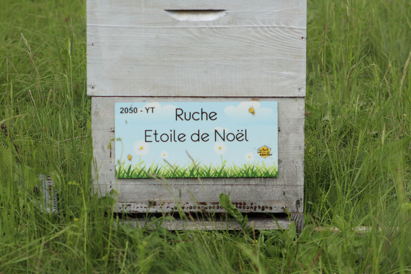 La ruche Etoile de Noel