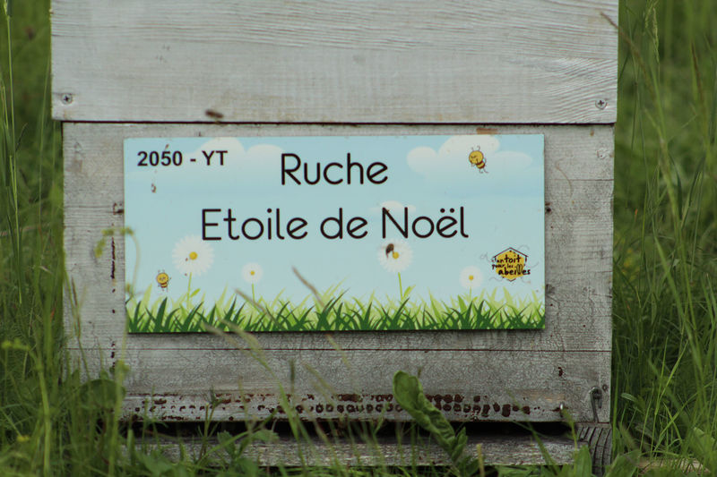 La ruche Etoile de Noel