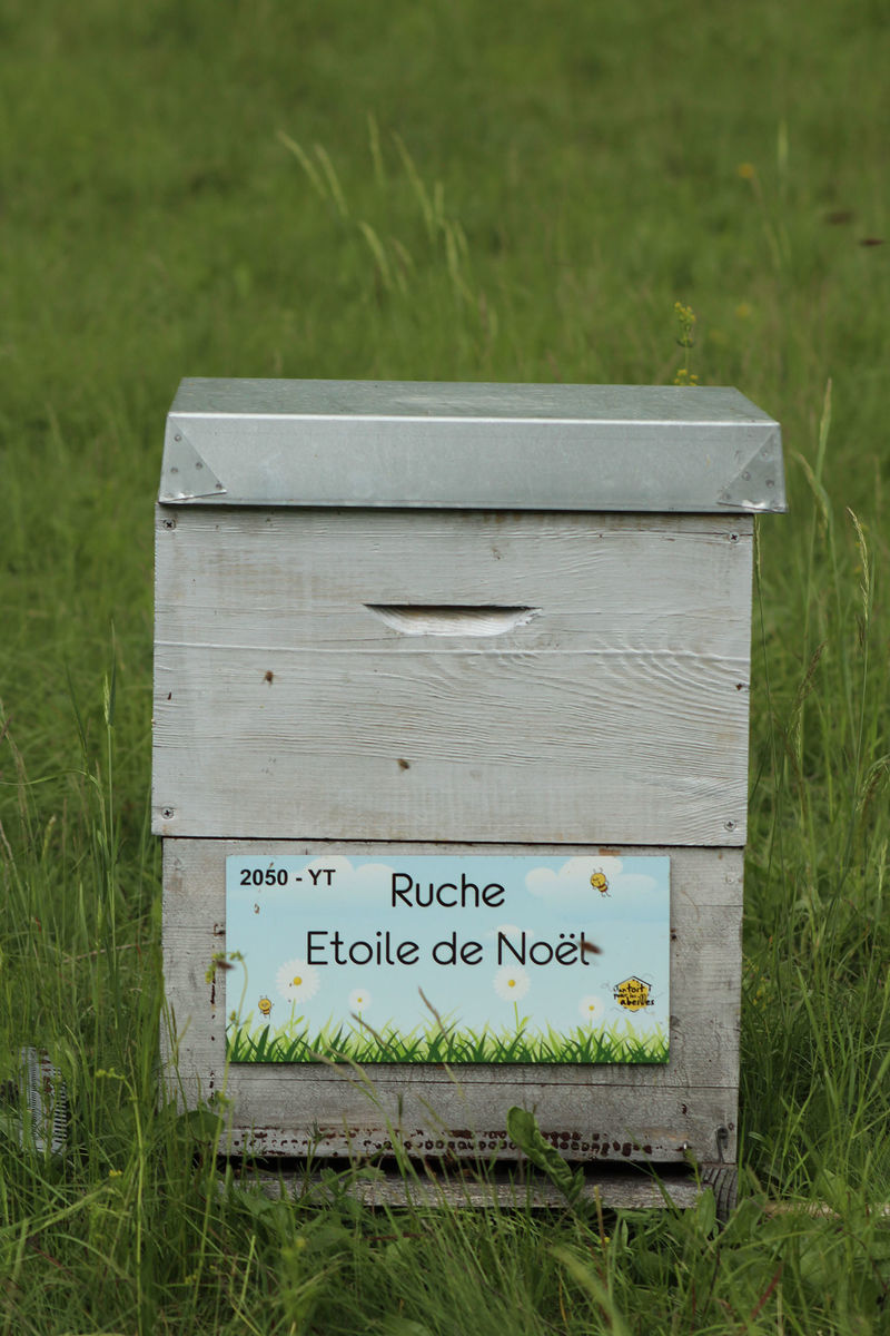 La ruche Etoile de Noel