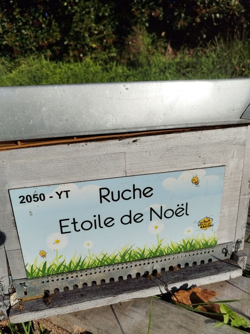 La ruche Etoile de Noel