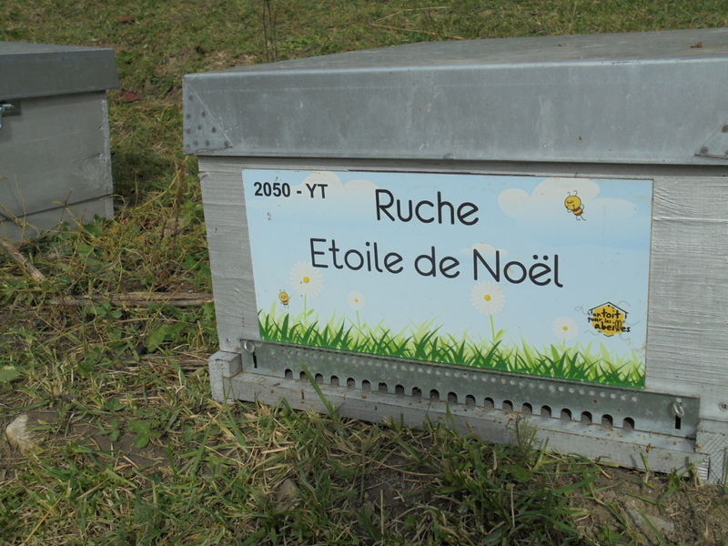 La ruche Etoile de Noel