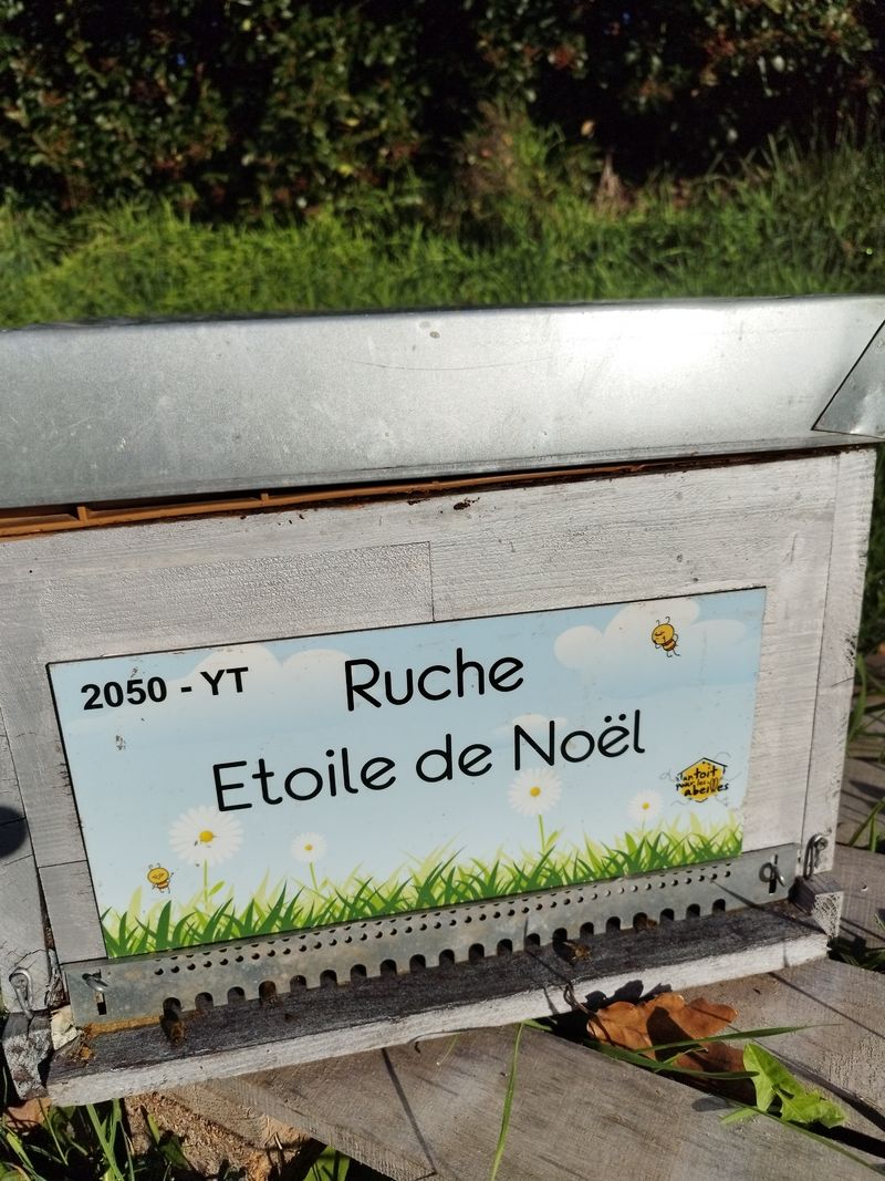 La ruche Etoile de Noel