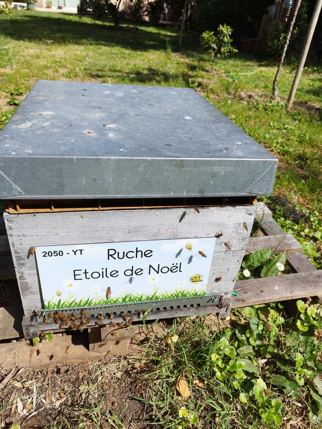 La ruche Etoile de Noel